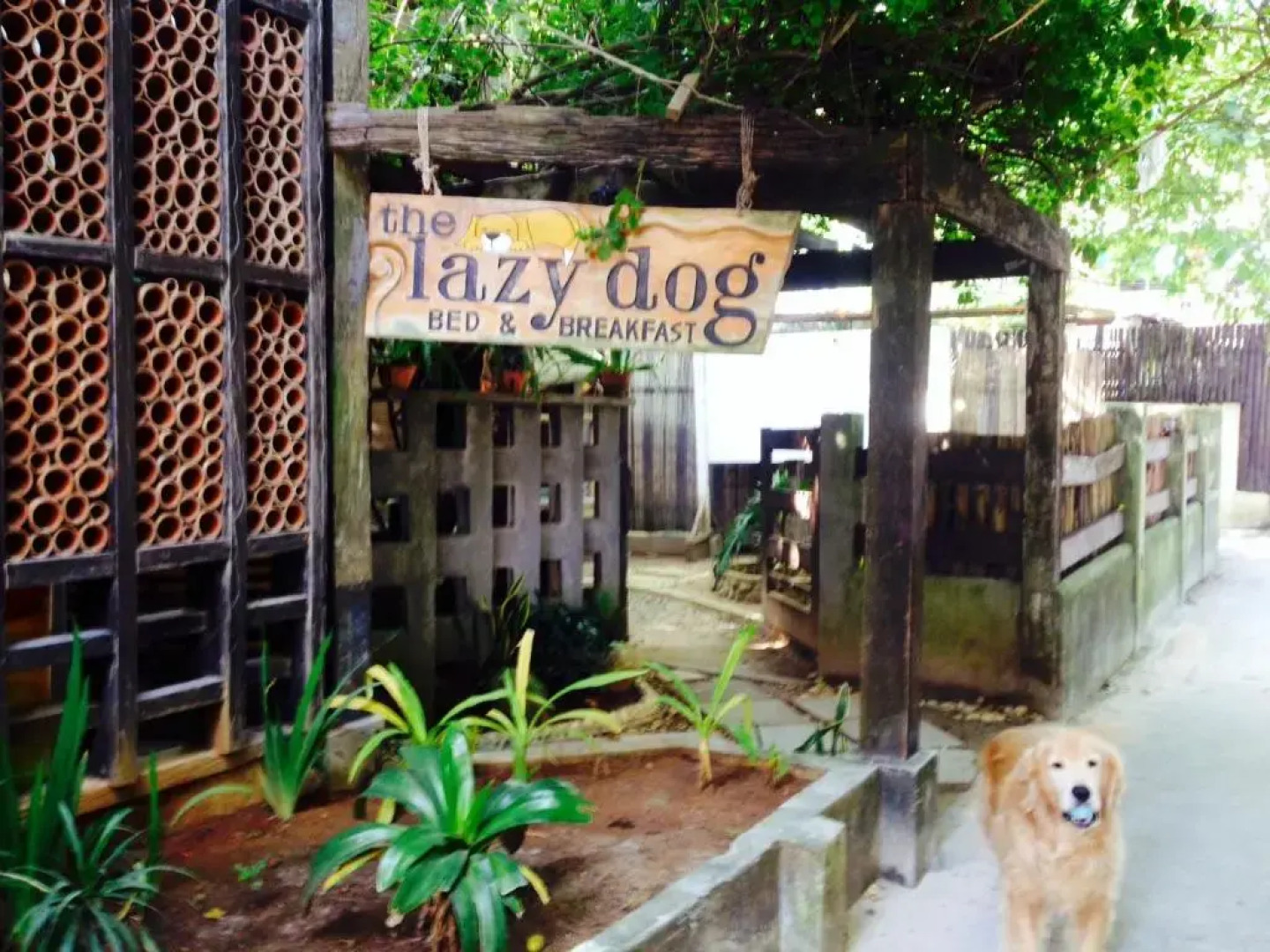 The Lazy Dog Bed & Breakfast