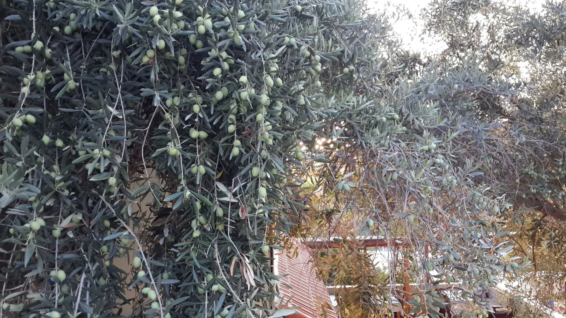 St. Nicholas Pension