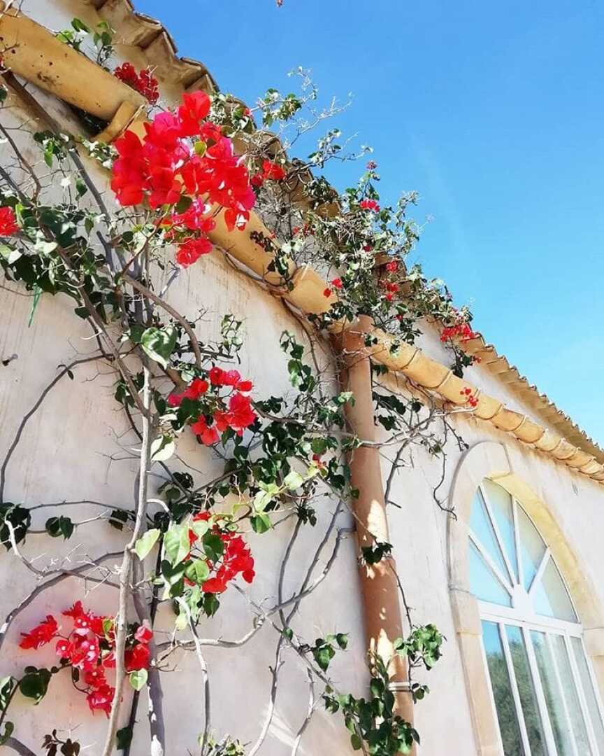 IUTA Glamping & Farm