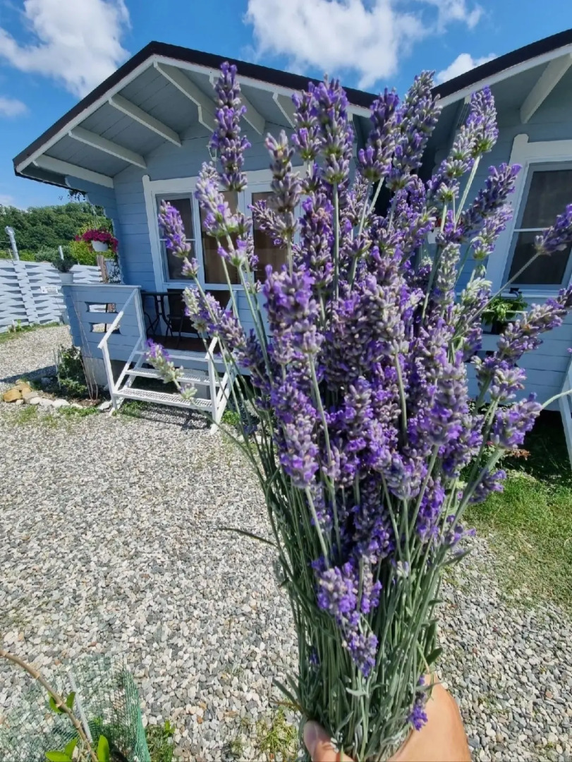 Гостевой дом Вилла Лаванда Абхазия