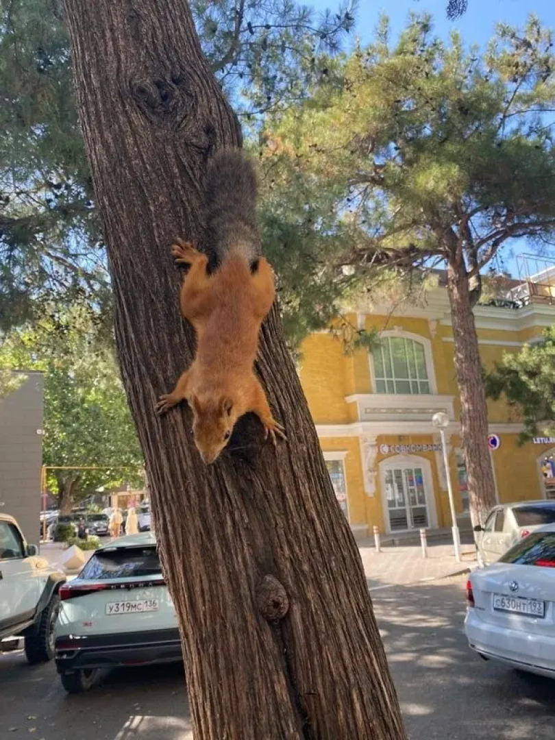 Гостевой дом Montana