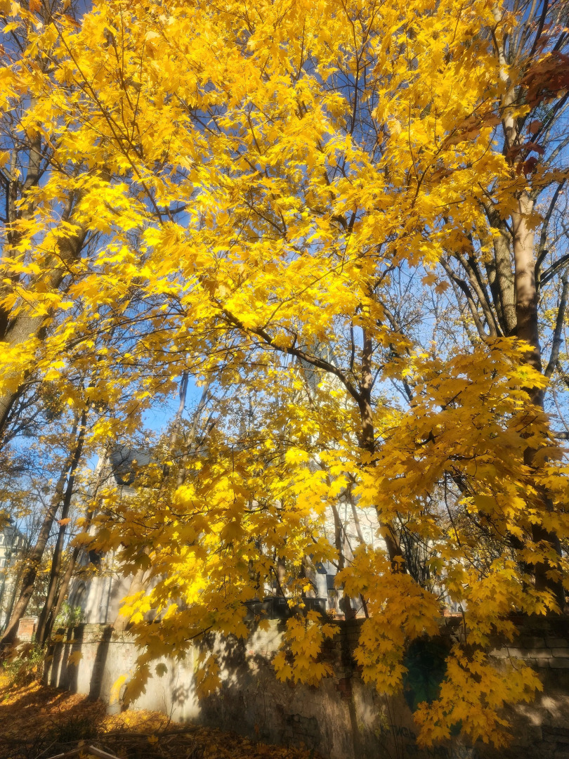 Апартаменты Амалиенау-Адальберт