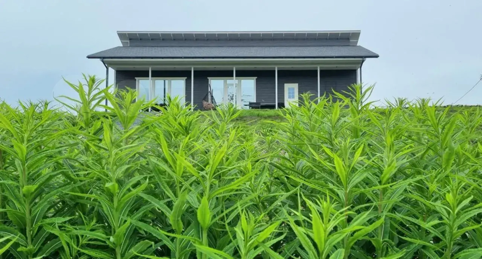 Дом Ялхаус #2